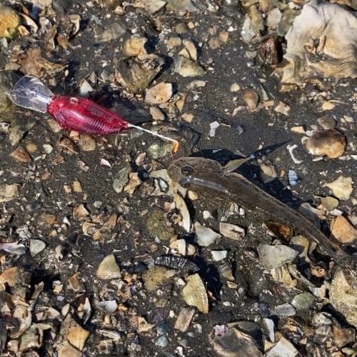 マハゼの釣果