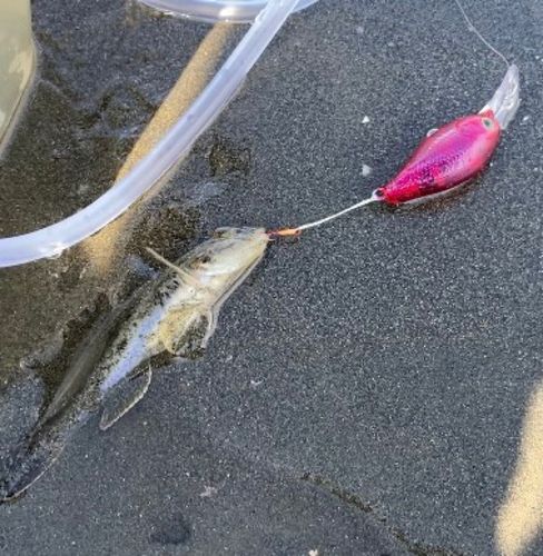 マハゼの釣果