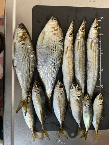 カマスの釣果