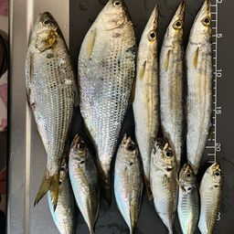 カマス
