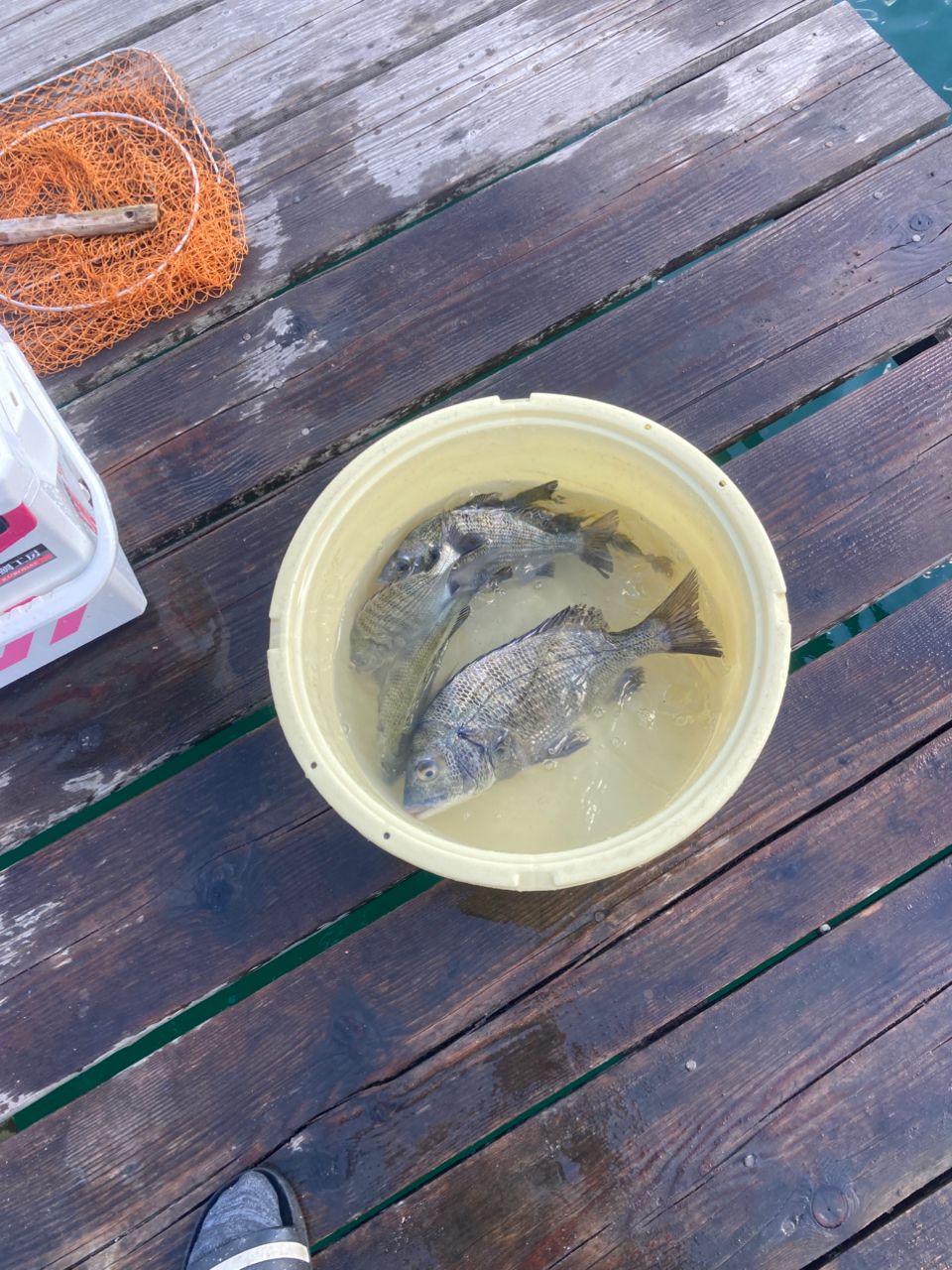 アングラー1433904さんの釣果 1枚目の画像