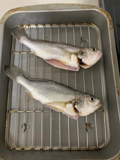 イシモチの釣果