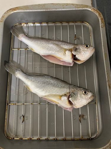 イシモチの釣果