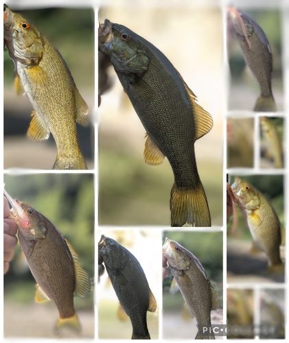 ブラックバスの釣果
