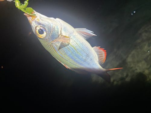 釣果