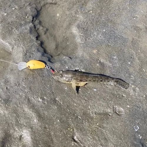 マハゼの釣果