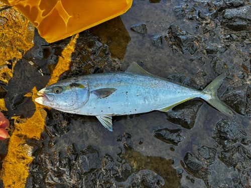 フクラギの釣果
