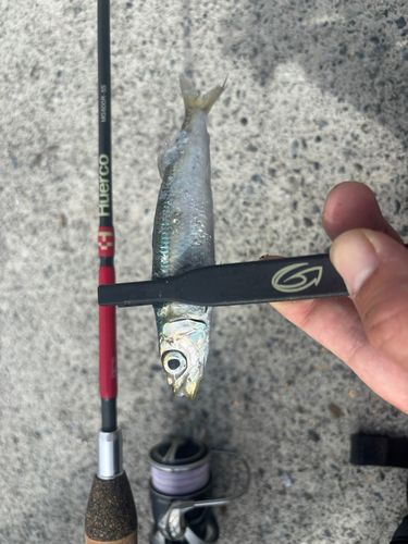 ウルメイワシの釣果