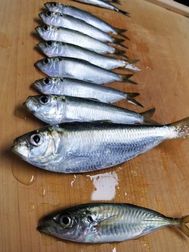 サッパの釣果