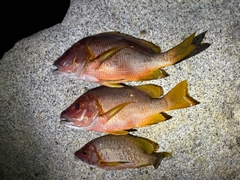 シブダイの釣果