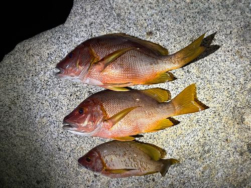 大隅海峡