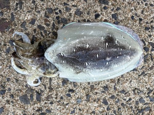 コウイカの釣果