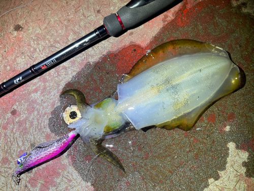 アオリイカの釣果