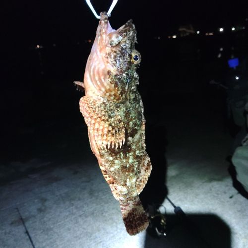 ソイの釣果