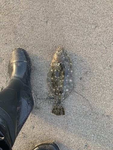 ソゲの釣果