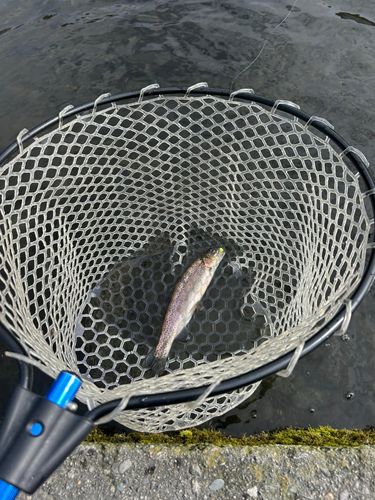 トラウトの釣果