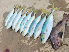 イナダの釣果