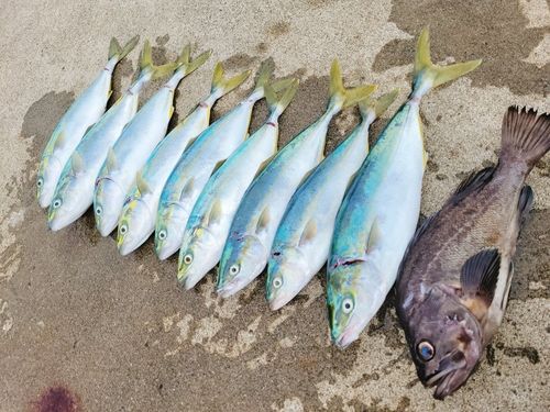 イナダの釣果