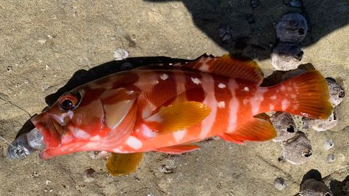 アカハタの釣果