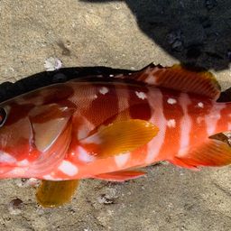 アカハタ
