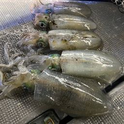 アオリイカ