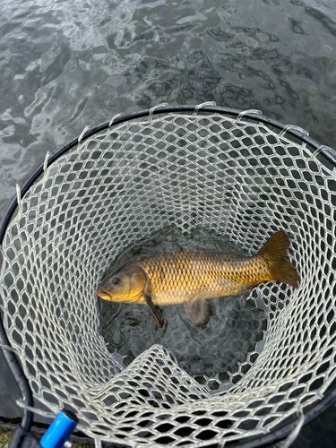 コイの釣果