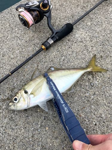 マアジの釣果