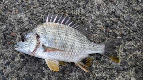 キビレの釣果