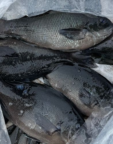 グレの釣果