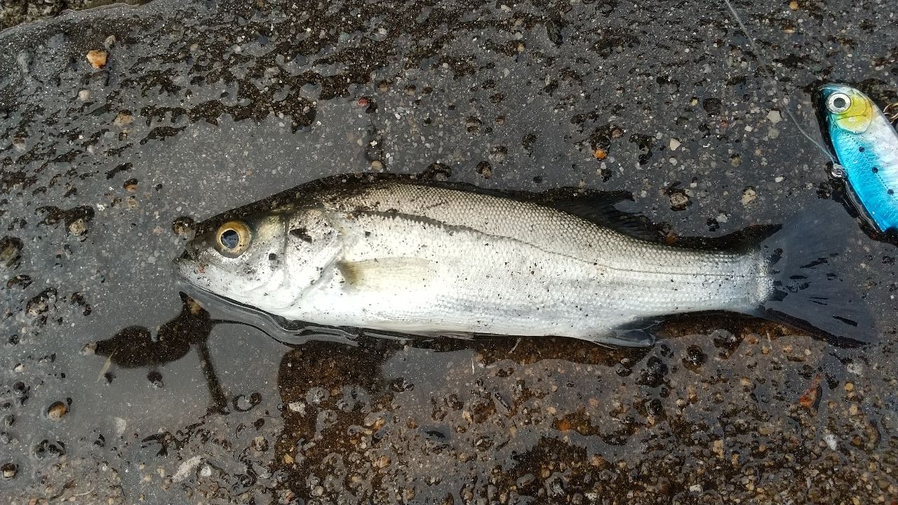 セイゴ（マルスズキ）