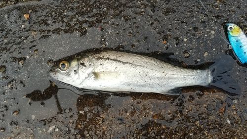 セイゴ（マルスズキ）の釣果