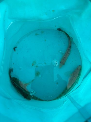 ハゼの釣果