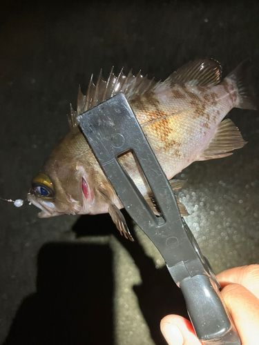 大船渡湾