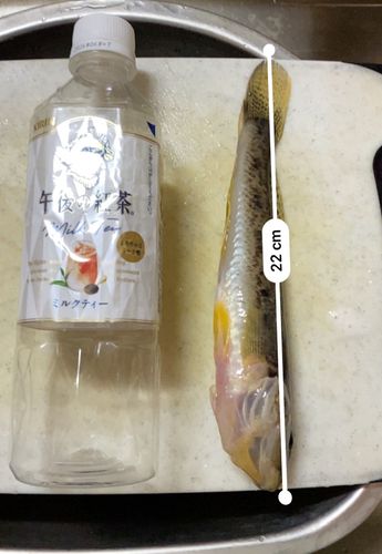 マハゼの釣果