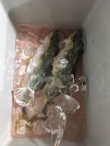 カンパチの釣果