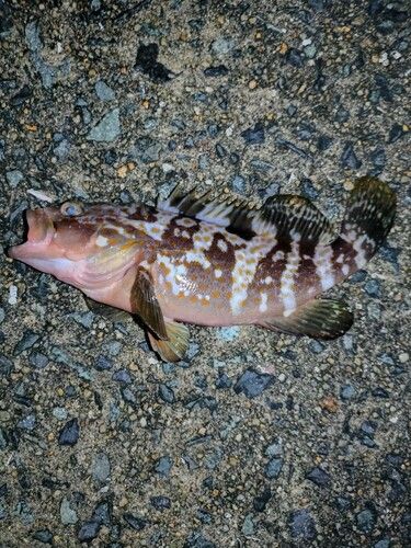 アコウの釣果