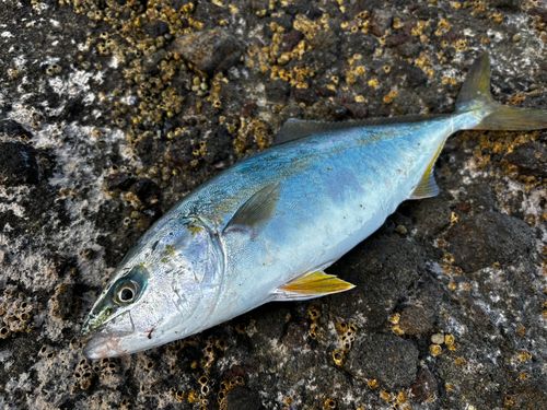 フクラギの釣果