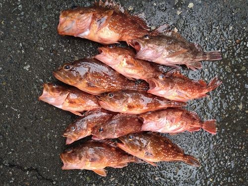 カサゴの釣果