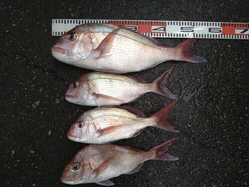マダイの釣果