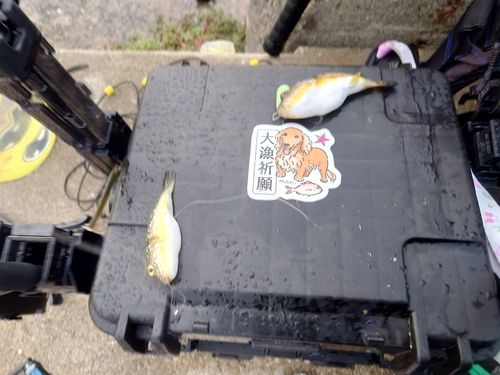 クサフグの釣果