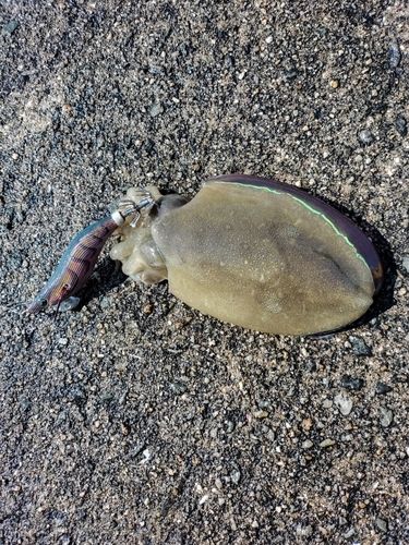 モンゴウイカの釣果