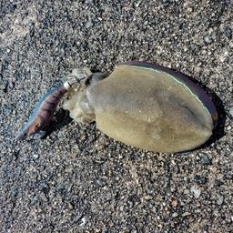 モンゴウイカ
