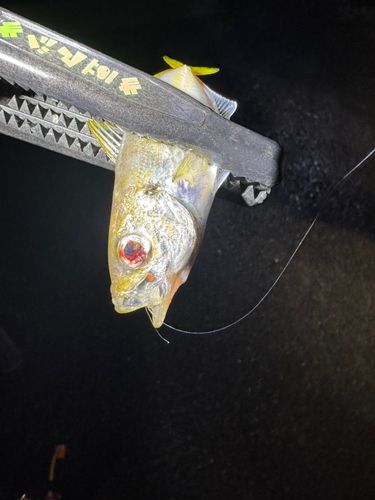 マアジの釣果