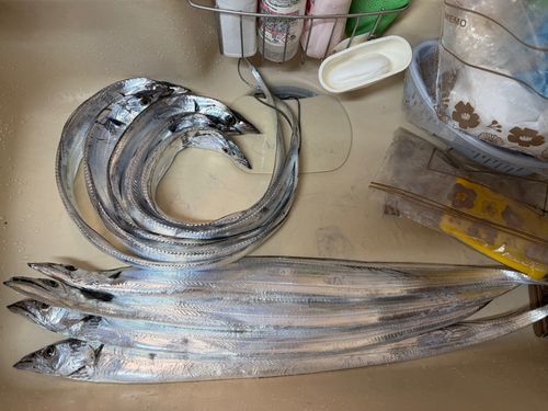 タチウオの釣果