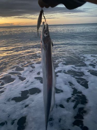 タチウオの釣果