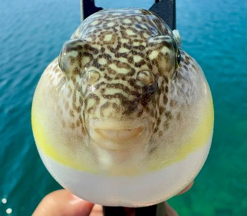 フグの釣果