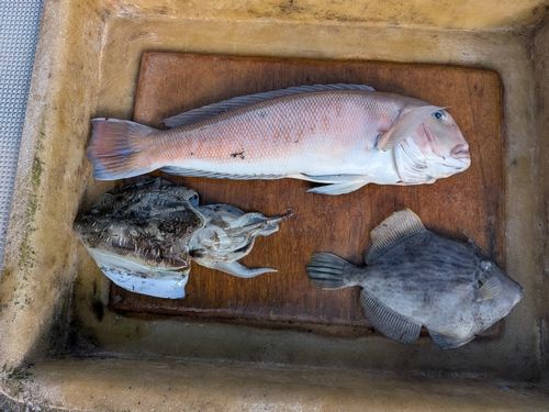 シロアマダイの釣果