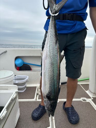 サゴシの釣果