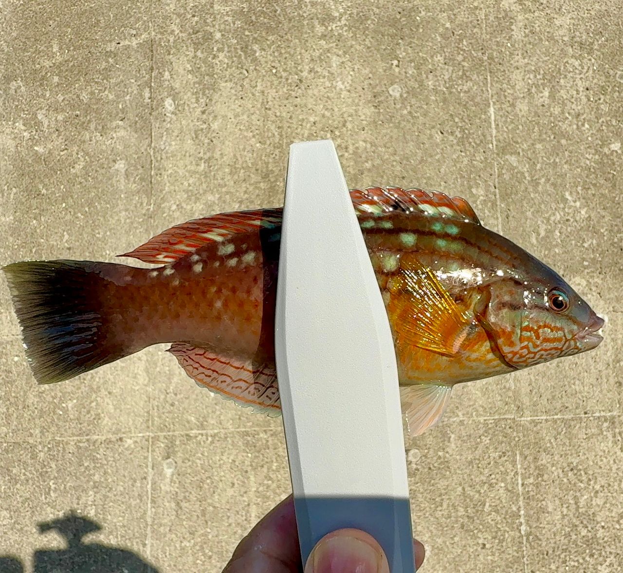 キュウセン