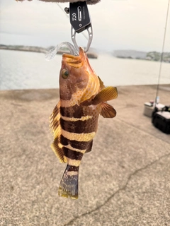 アオハタの釣果